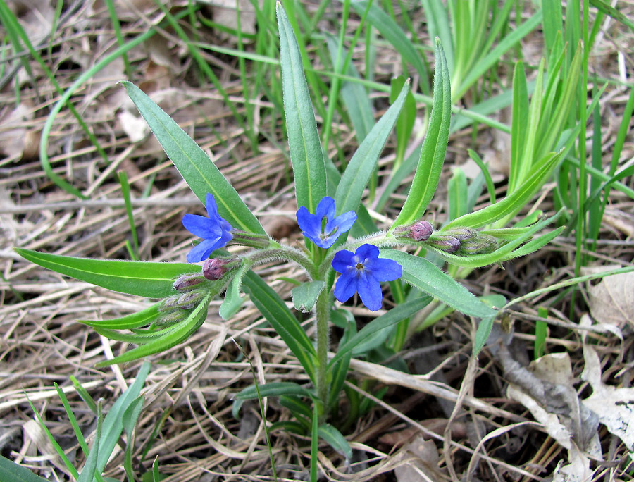 Image of Aegonychon purpureocaeruleum specimen.