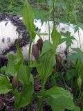 Cypripedium calceolus. Растения с нераспустившимися цветками. Иркутская обл., окр. г. Усть-Кут. 07.06.2009.