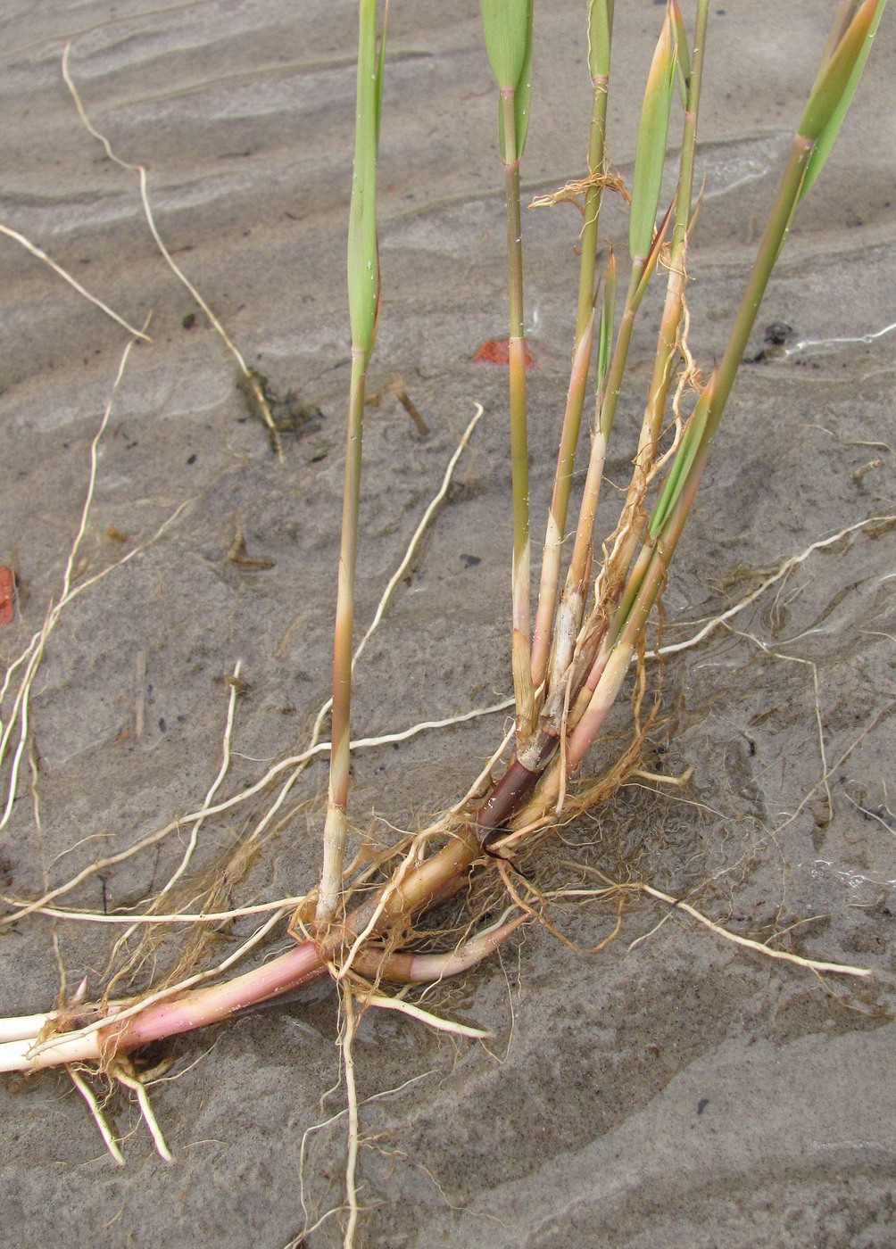 Image of Phragmites australis specimen.