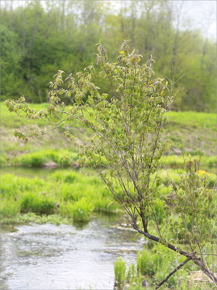 Image of Lonicera xylosteum specimen.