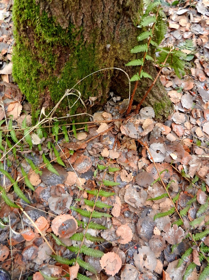 Image of Dryopteris filix-mas specimen.