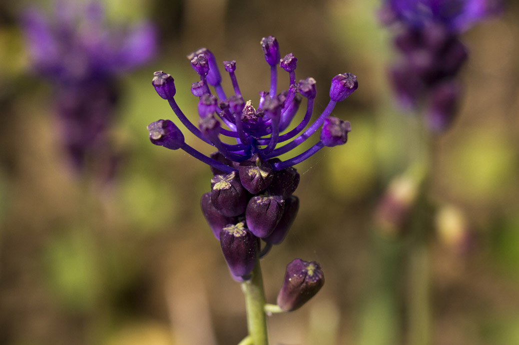 Image of Leopoldia comosa specimen.