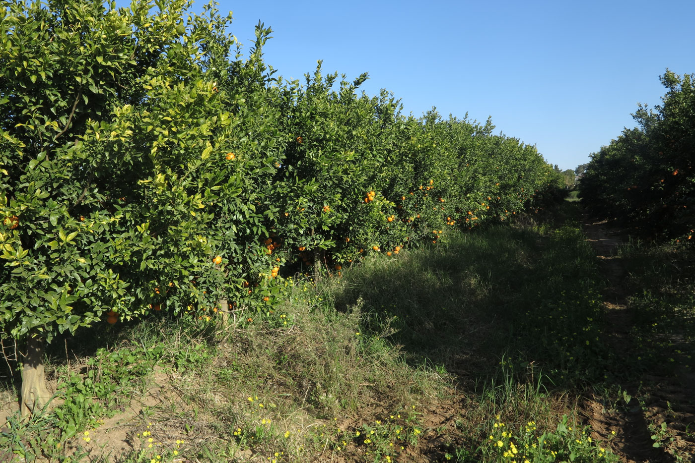 Image of Citrus reticulata specimen.