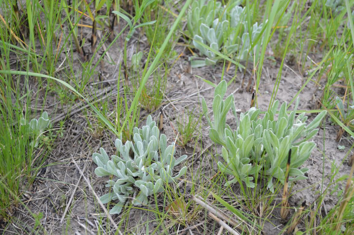 Image of Helichrysum arenarium specimen.