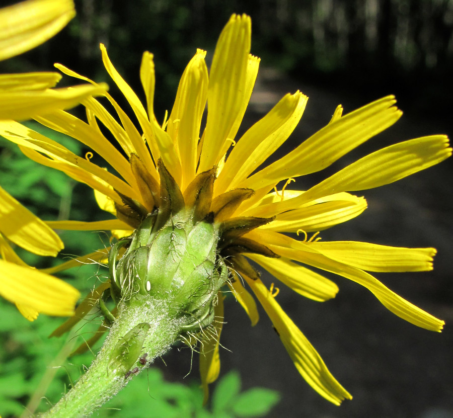 Изображение особи Crepis sibirica.