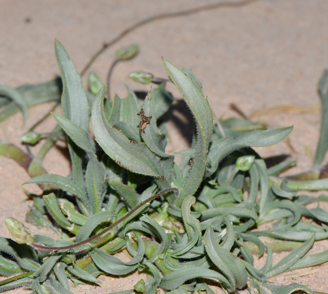 Изображение особи Plantago amplexicaulis.