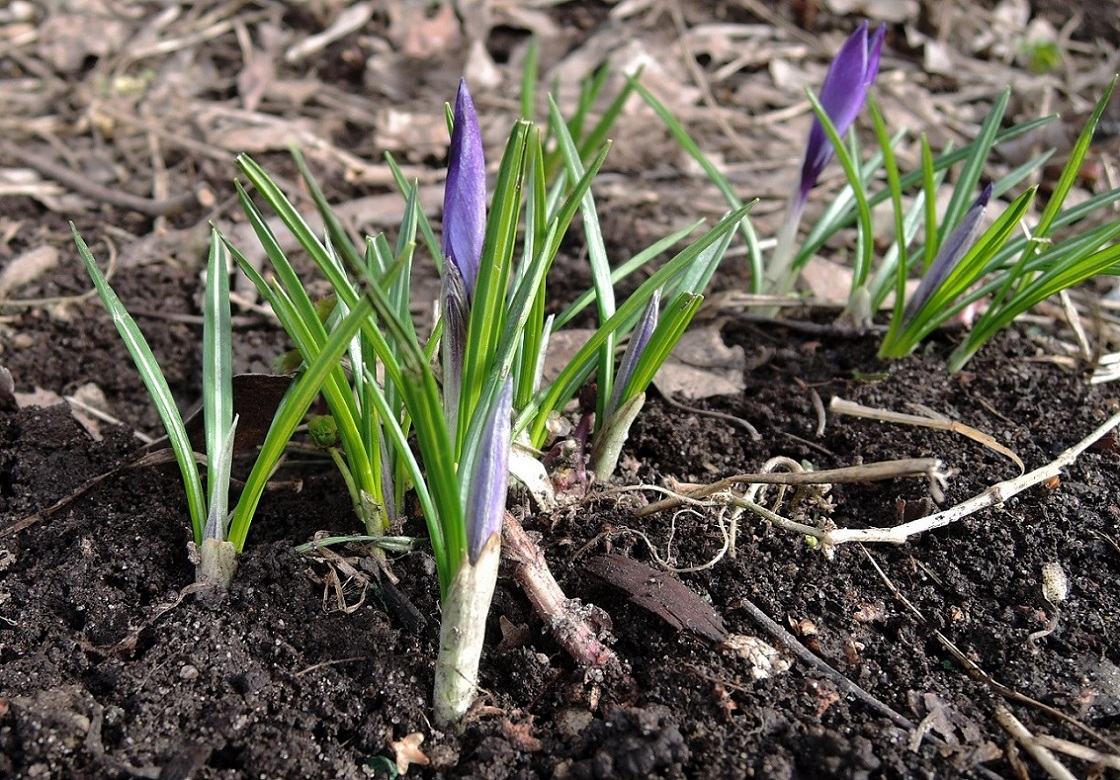 Image of Crocus vernus specimen.