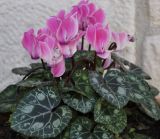 genus Cyclamen