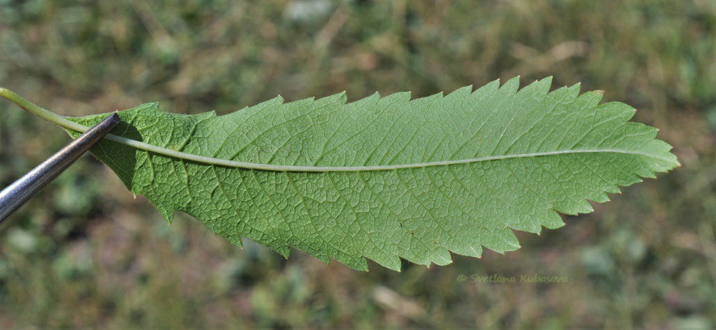 Изображение особи Spiraea salicifolia.
