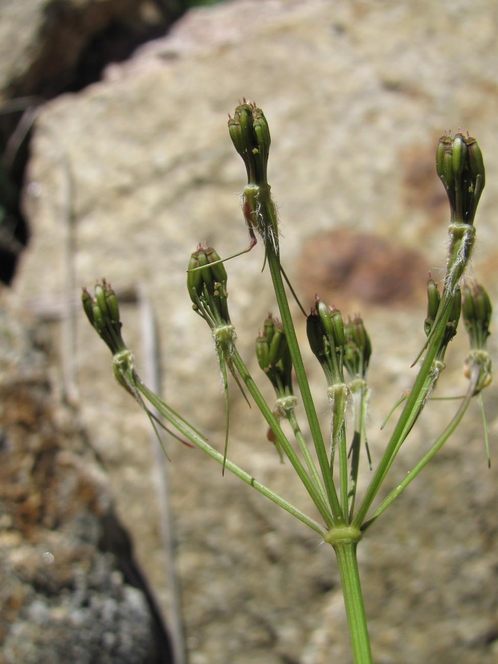 Изображение особи Chaerophyllum millefolium.