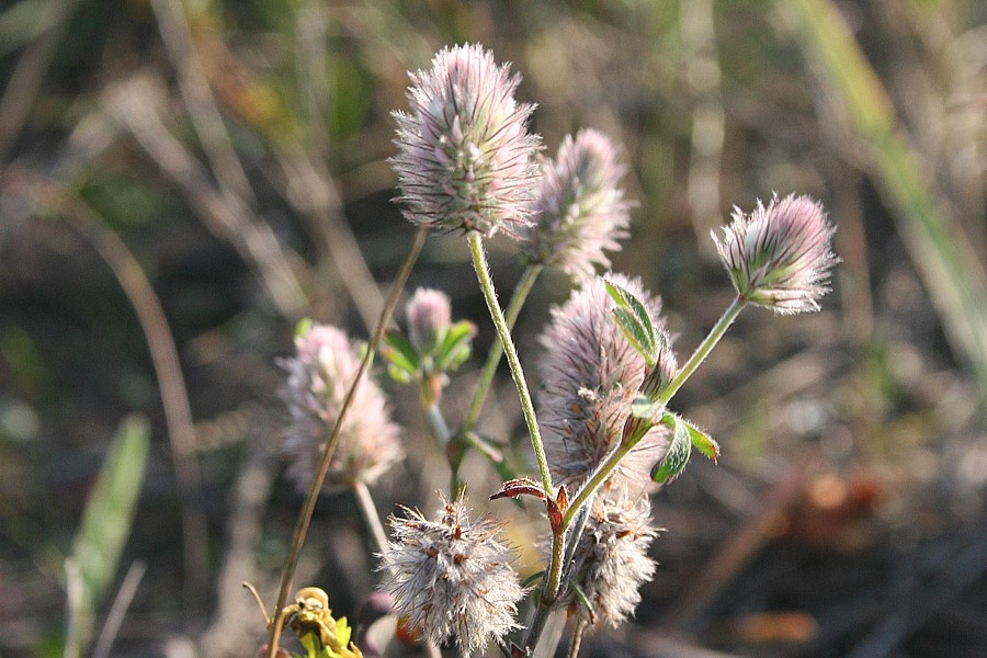 Image of Trifolium arvense specimen.