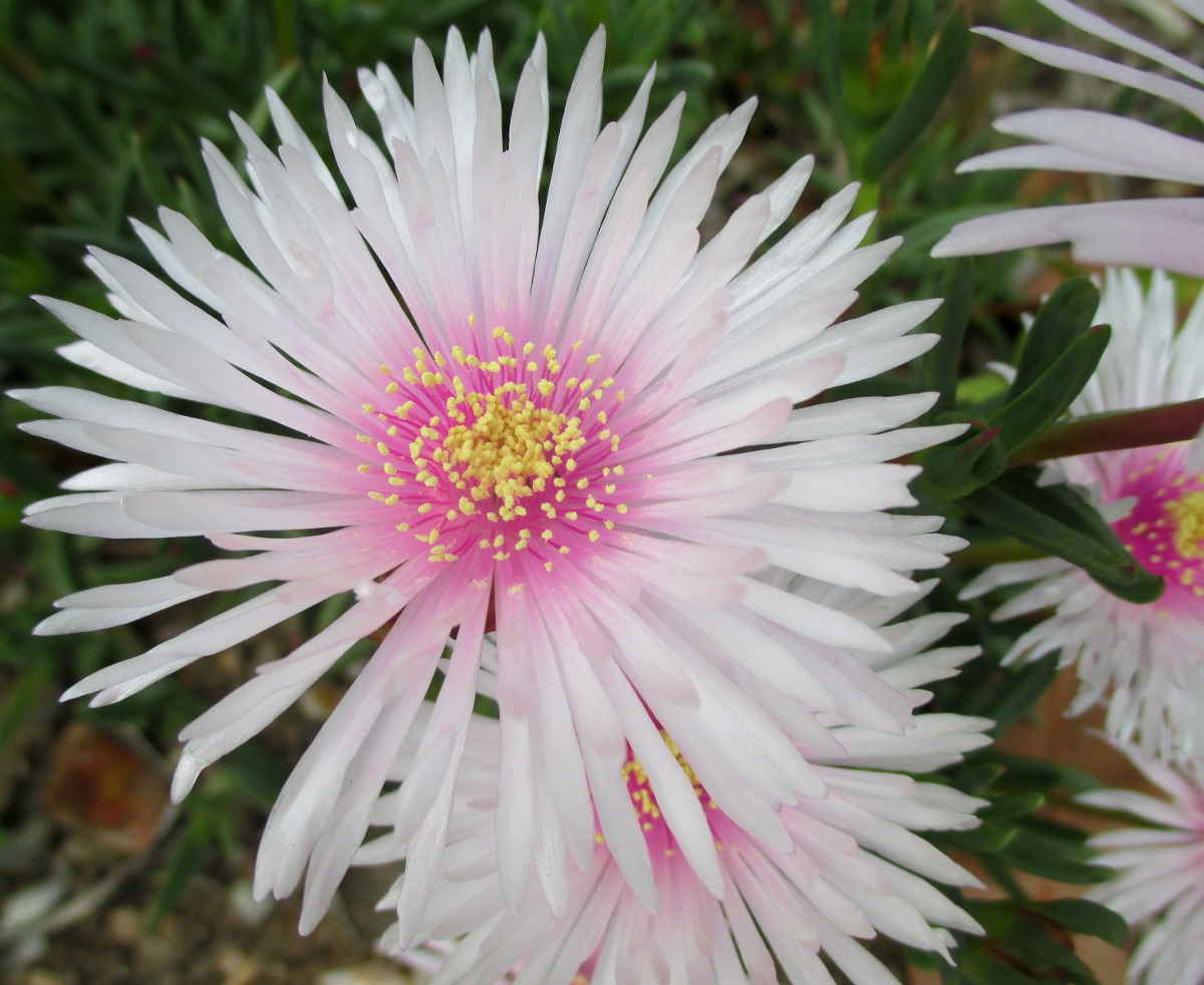 Изображение особи Lampranthus spectabilis.