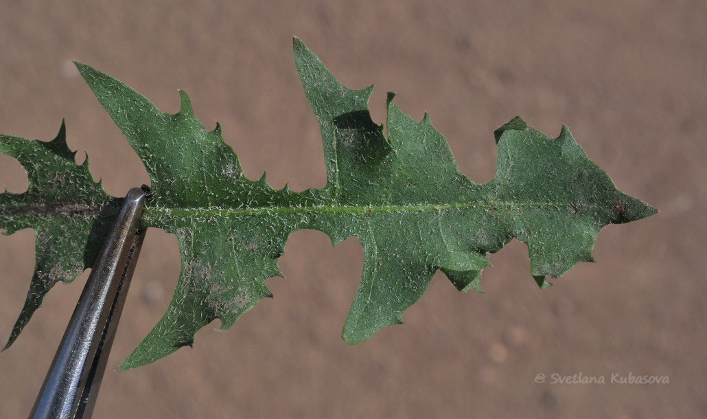 Image of Taraxacum distantilobum specimen.