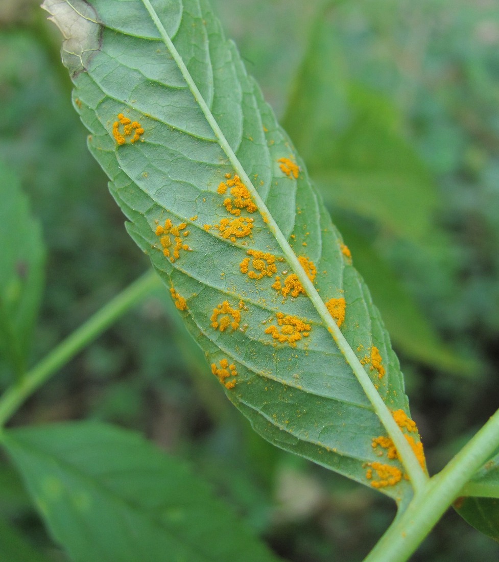 Image of Datisca cannabina specimen.