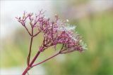 Valeriana sambucifolia