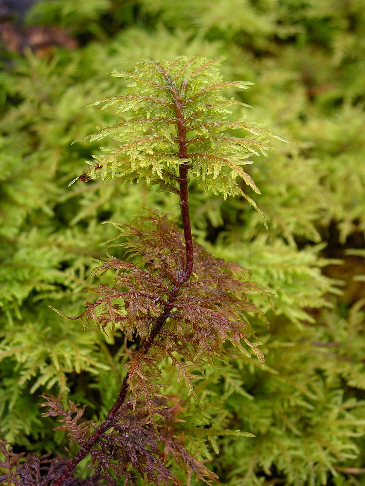 Image of Hylocomium splendens specimen.