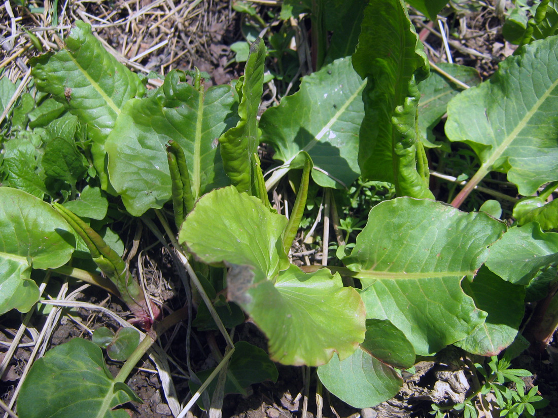 Image of genus Rumex specimen.