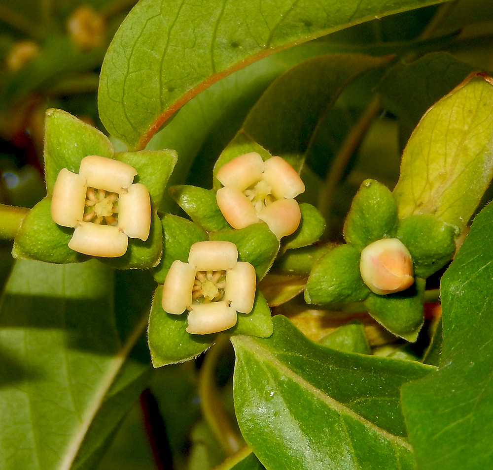 Image of Diospyros lotus specimen.