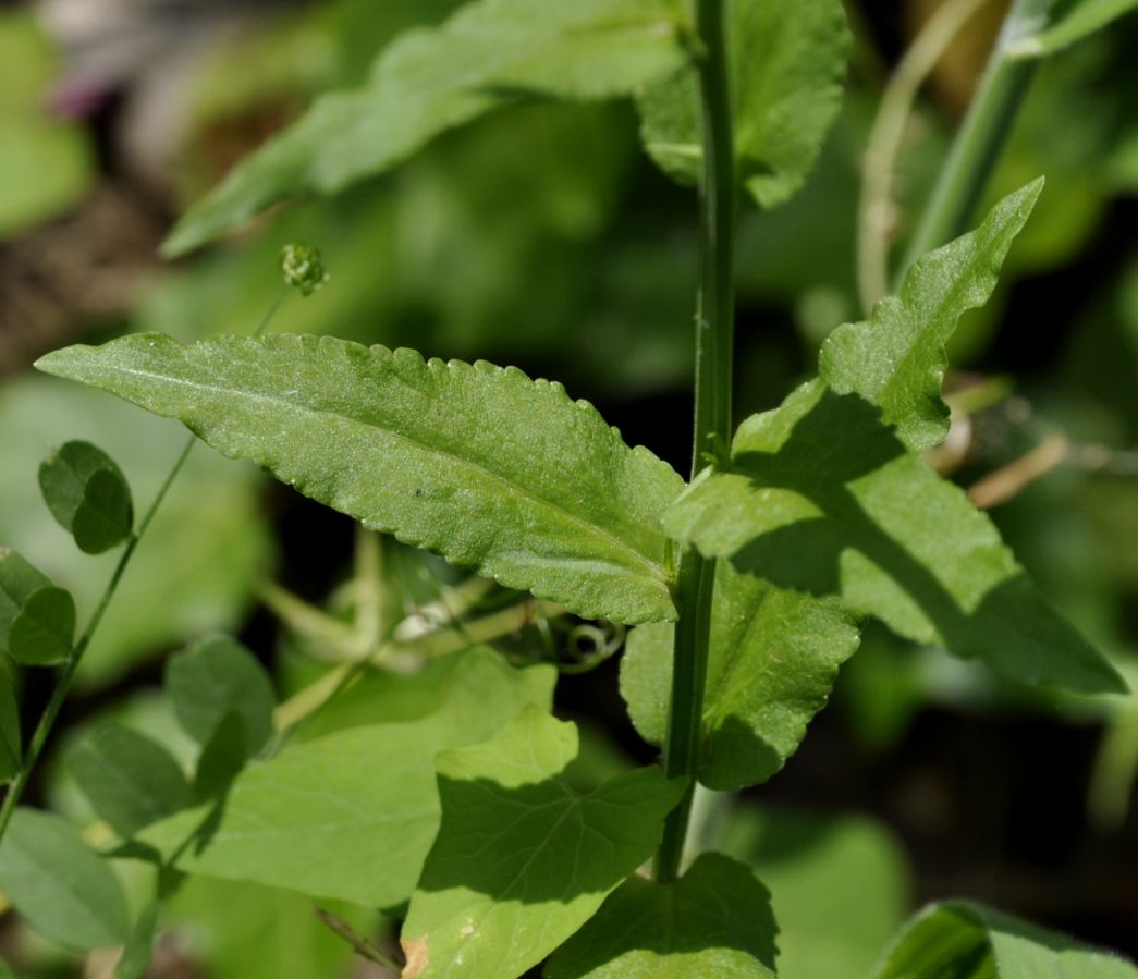 Изображение особи род Campanula.