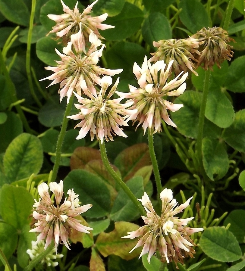 Изображение особи Trifolium repens.