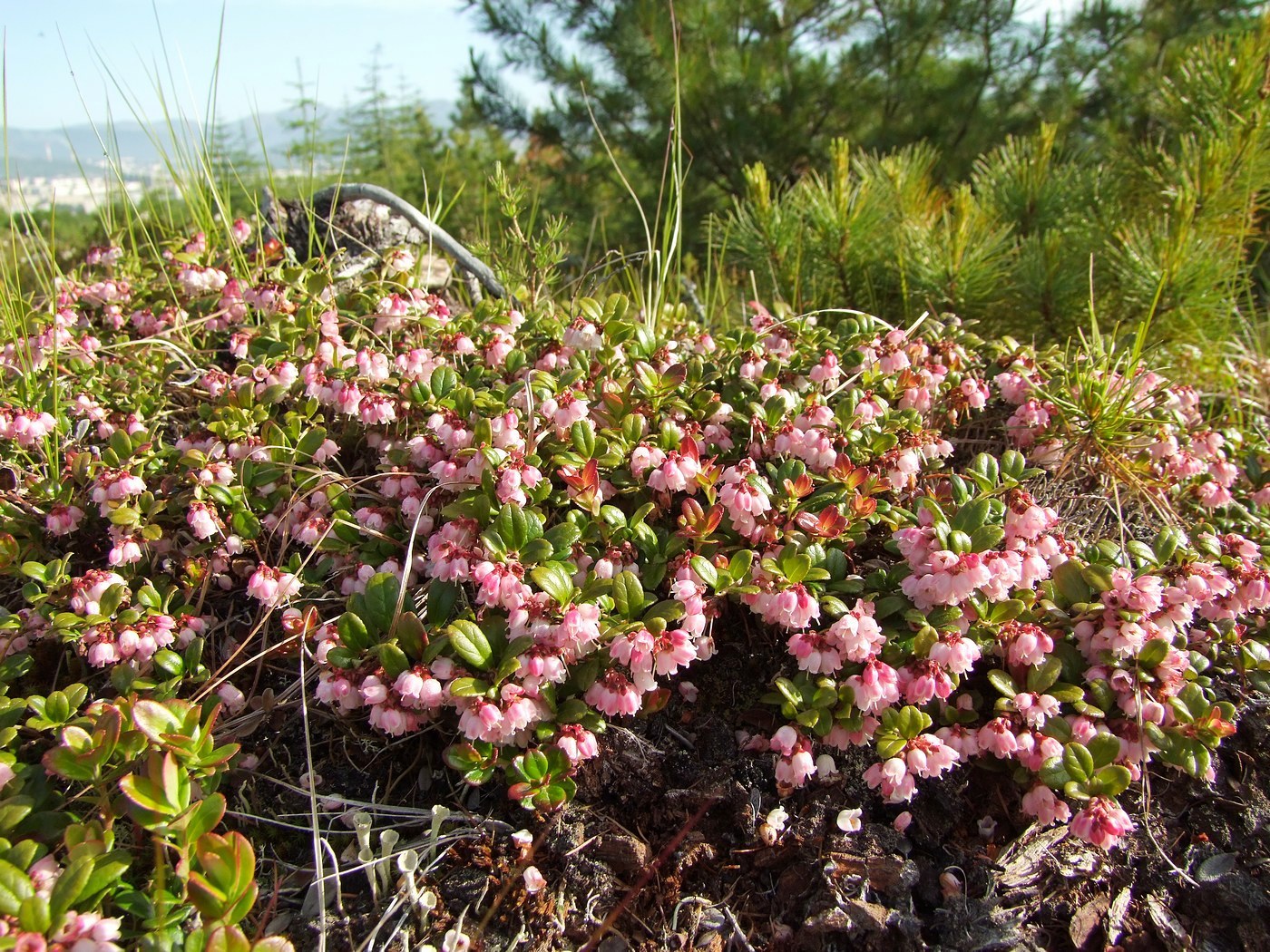 Image of Vaccinium vitis-idaea specimen.