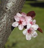 Prunus cerasifera var. pissardii