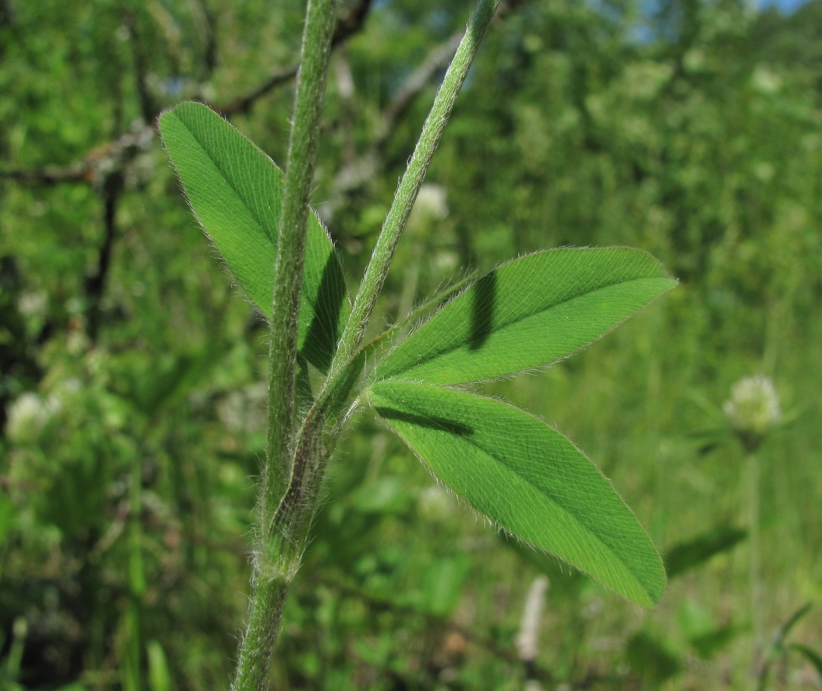 Изображение особи Trifolium caucasicum.