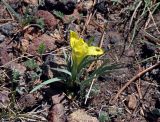 Iris potaninii. Расцветающее растение с сидящей мухой. Монголия, аймак Архангай, вулкан Хэрийин, ≈ 2200 м н.у.м., каменистый склон. 06.06.2017.