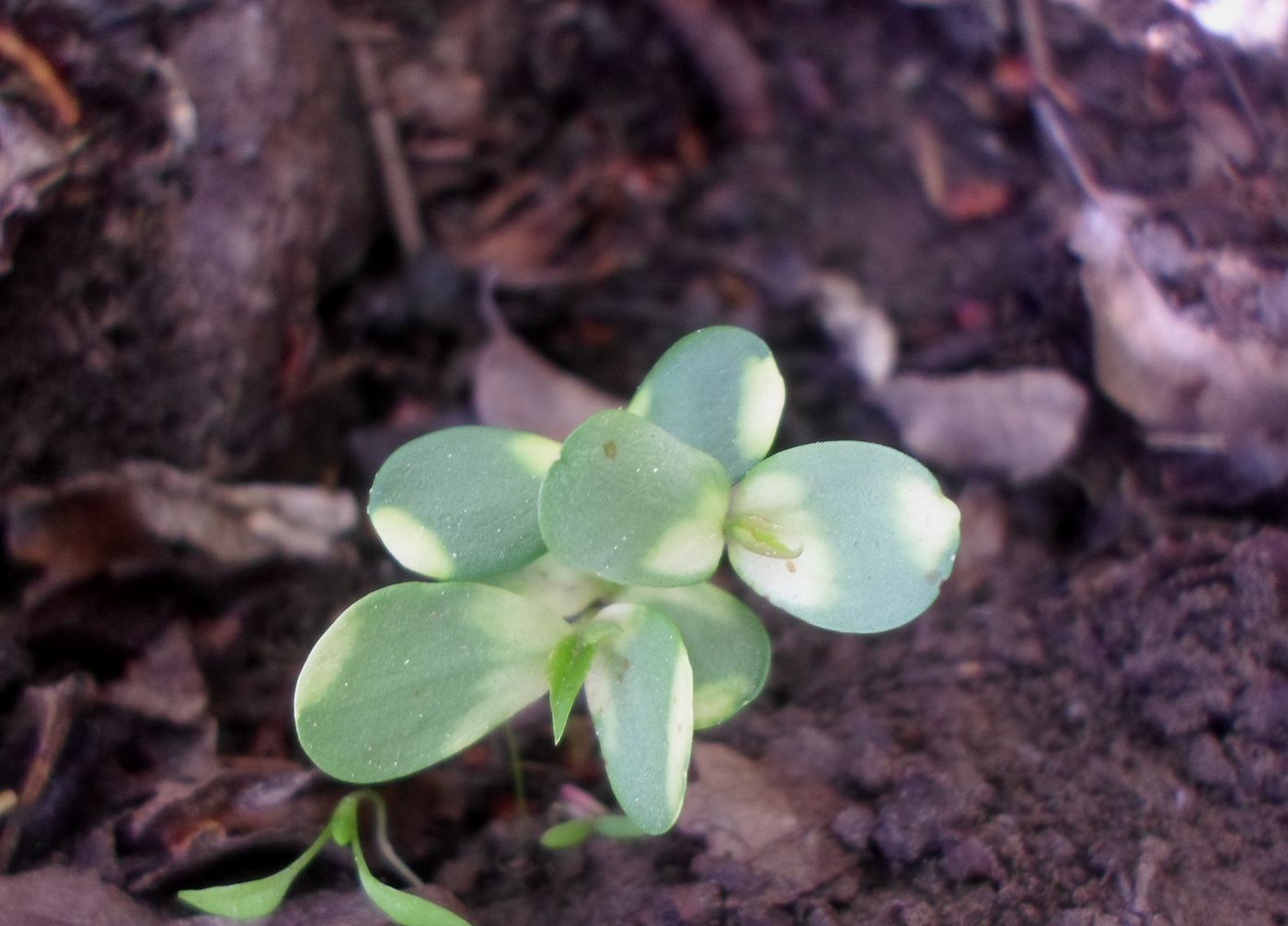 Изображение особи &times; Sorbaronia mitschurinii.