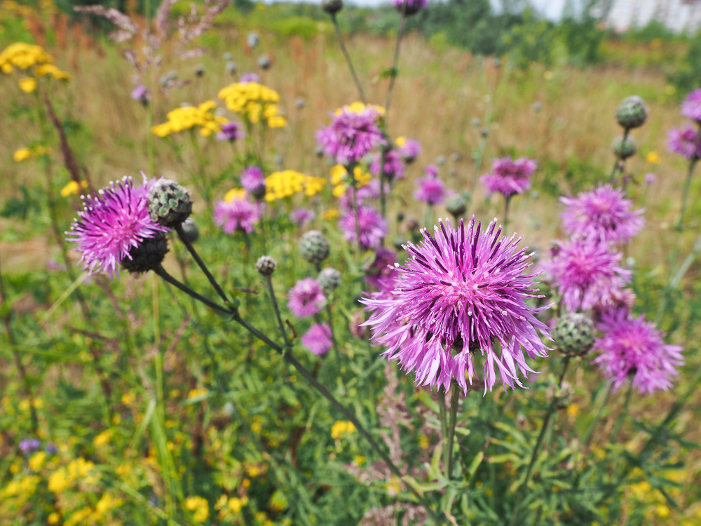 Image of Centaurea scabiosa specimen.