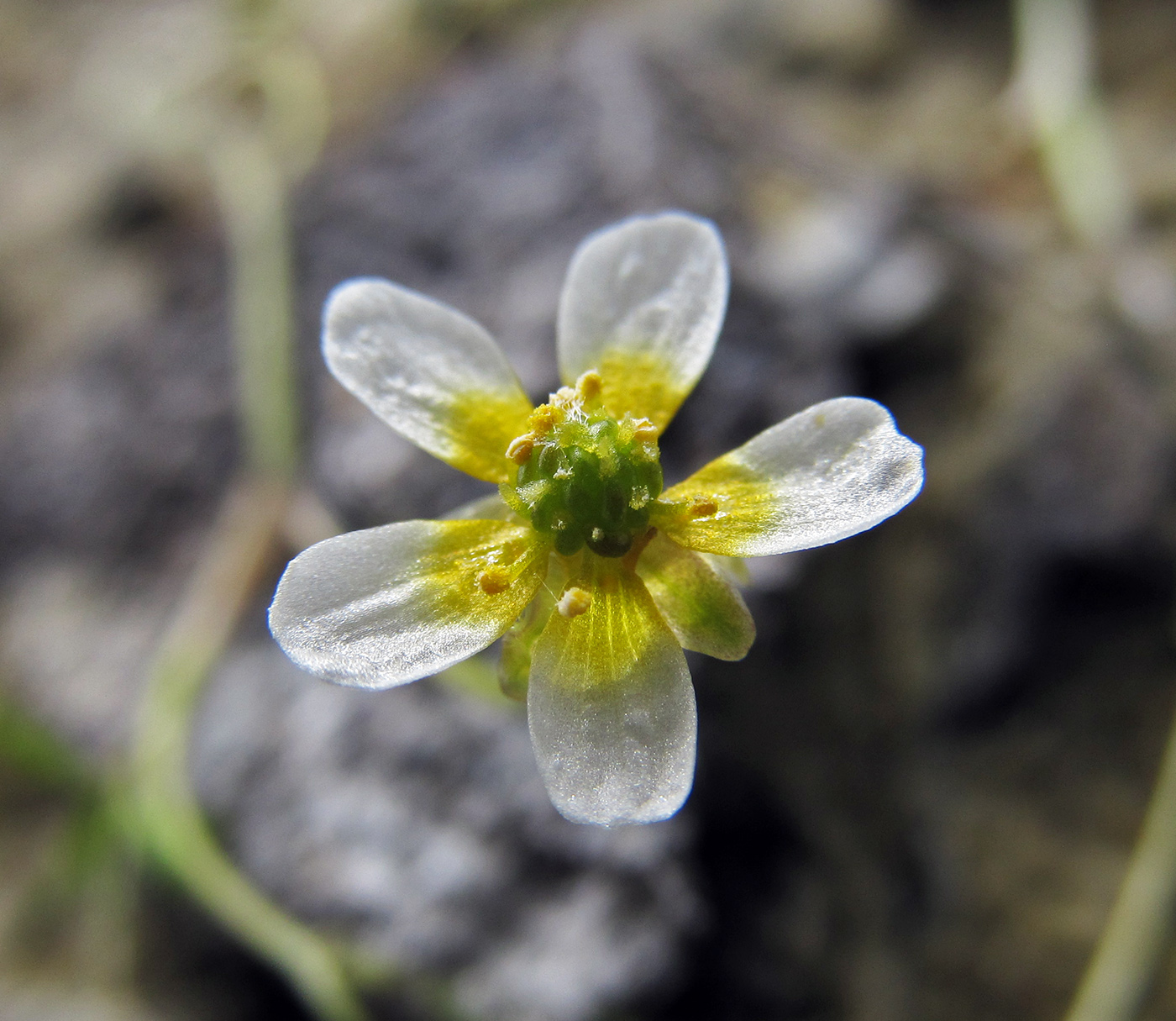 Image of Ranunculus trichophyllus specimen.