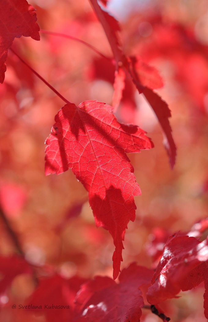 Image of Acer ginnala specimen.