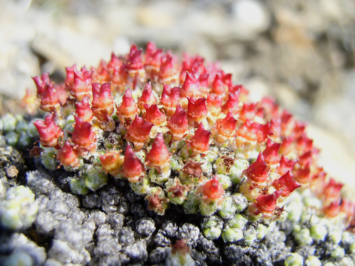 Image of Saxifraga eschscholtzii specimen.