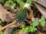 genus Taraxacum. Незрелое соплодие. Украина, г. Николаев, Заводской р-н, парк \"Лески\", опушка соснового леса. 01.01.2018.