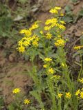 Senecio vernalis