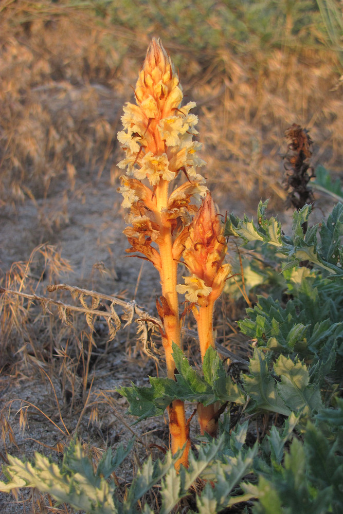 Image of Orobanche centaurina specimen.