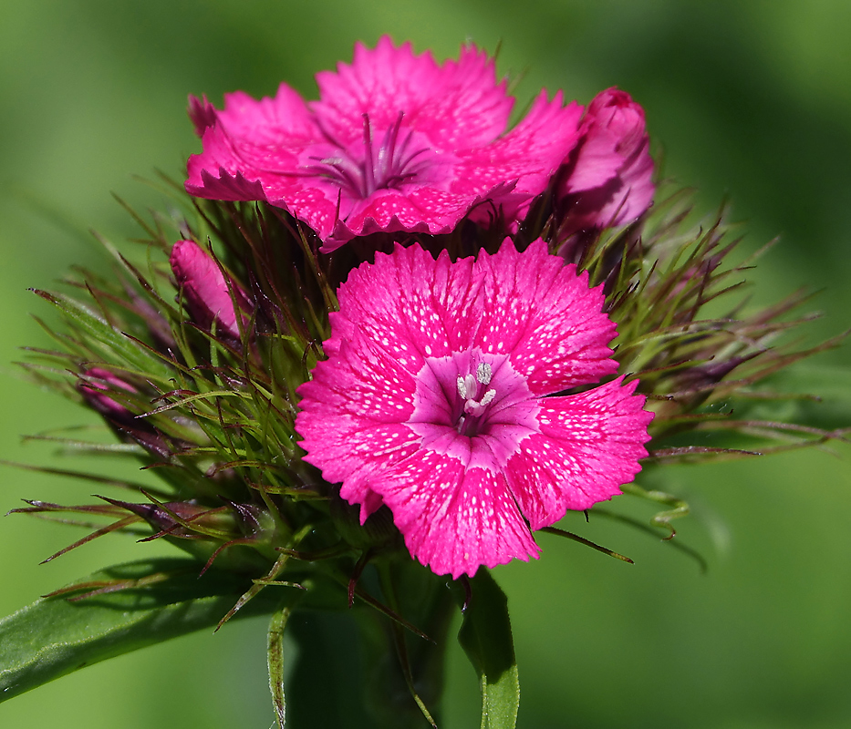 Image of Dianthus barbatus specimen.