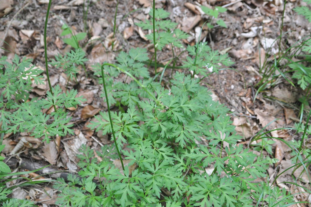 Image of Physospermum cornubiense specimen.