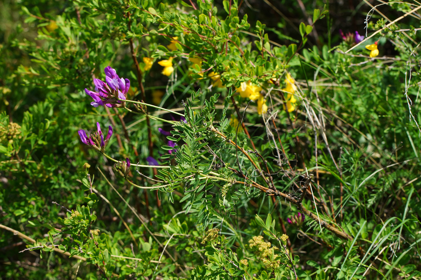 Image of Astragalus austroaltaicus specimen.