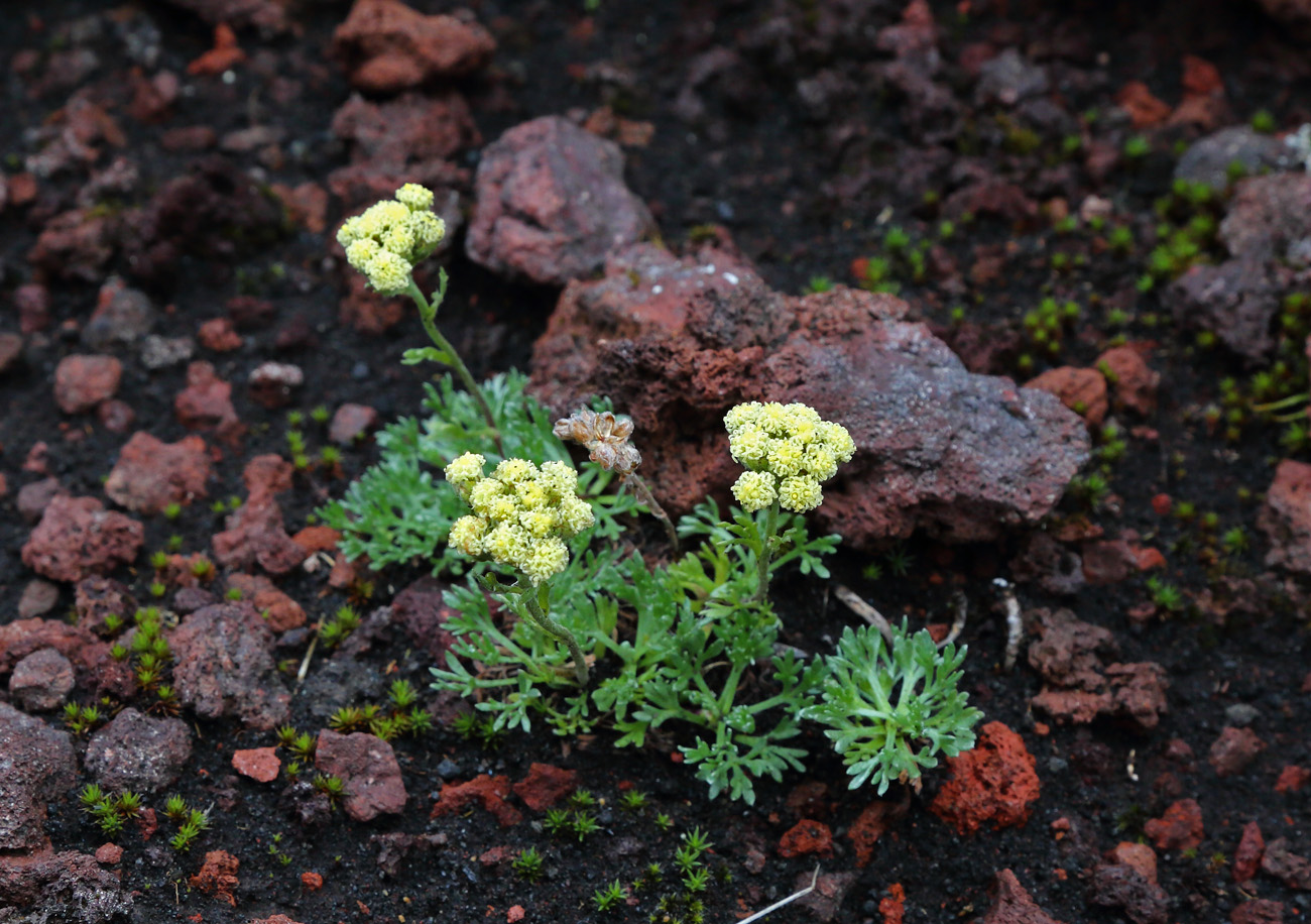 Изображение особи Artemisia glomerata.