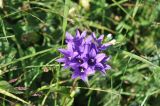 Campanula trautvetteri