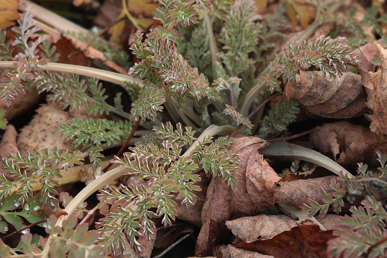 Image of Corydalis ophiocarpa specimen.