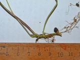 Смотреть изображение Viola palustris