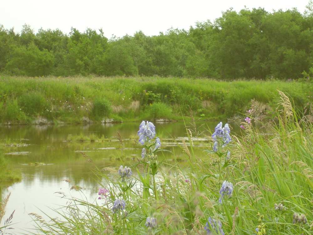 Image of Aconitum maximum specimen.