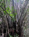 Eugeissona insignis. Основания листьев и придаточные корни. Малайзия, штат Саравак, национальный парк Бако; о-в Калимантан, влажный тропический лес. 08.05.2017.