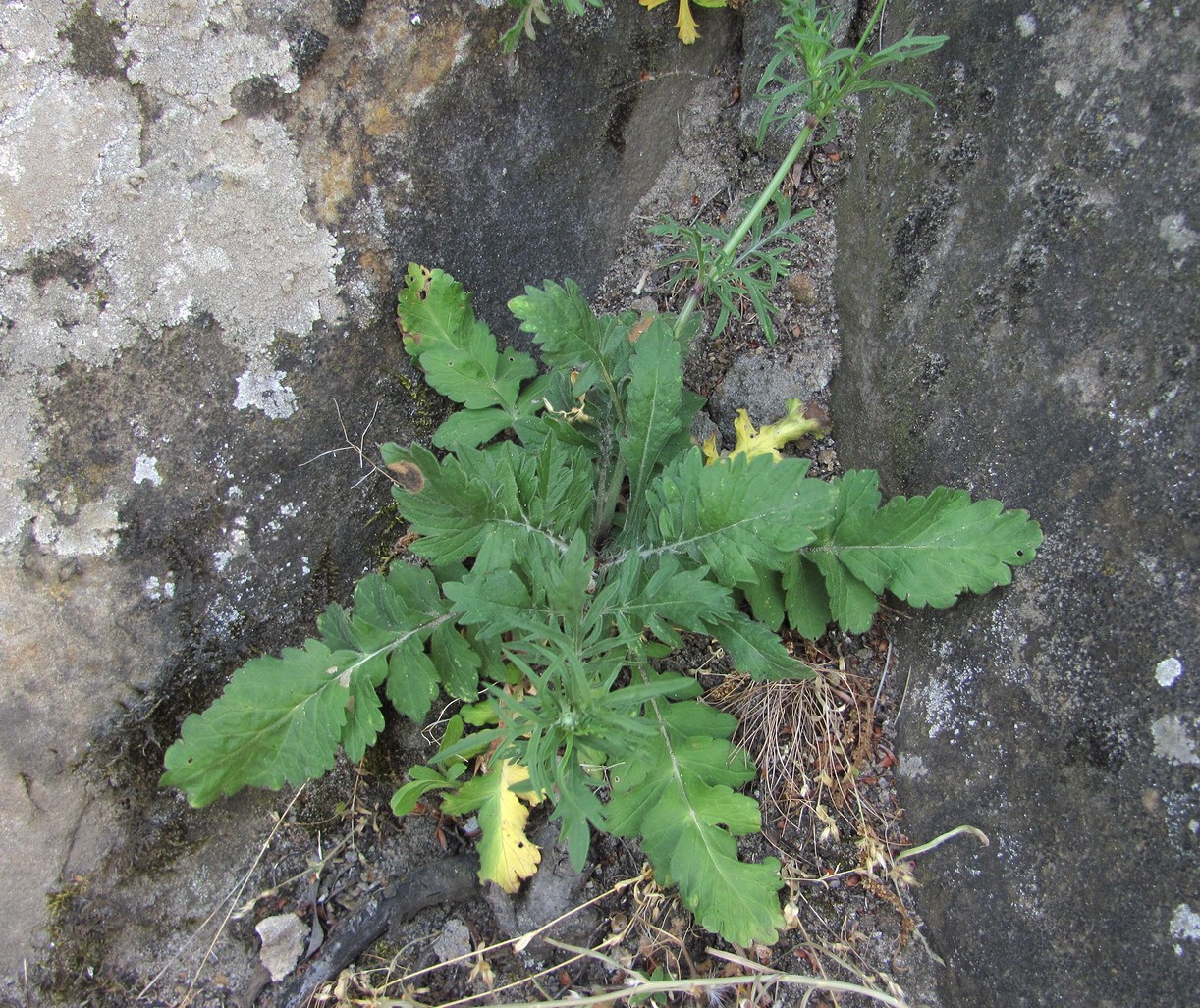 Image of genus Scabiosa specimen.