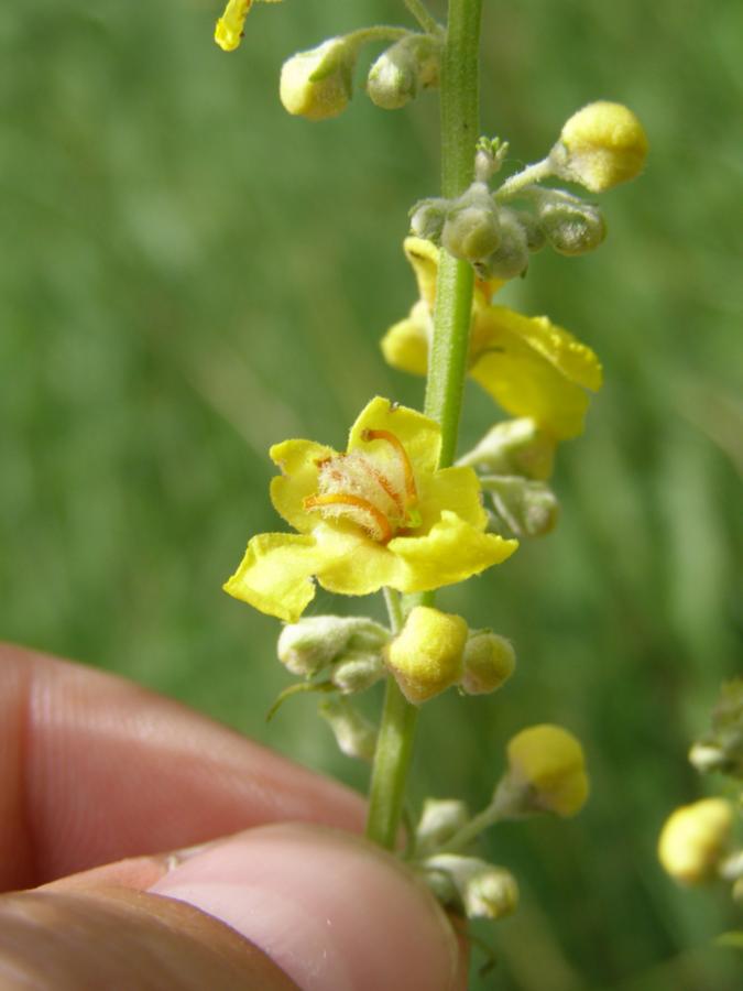 Изображение особи Verbascum lychnitis.