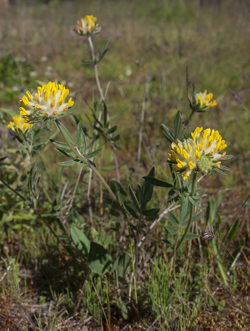 Image of genus Anthyllis specimen.