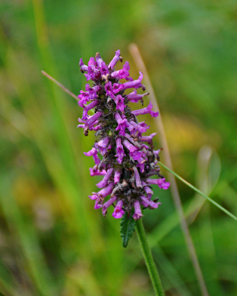 Изображение особи Betonica officinalis.