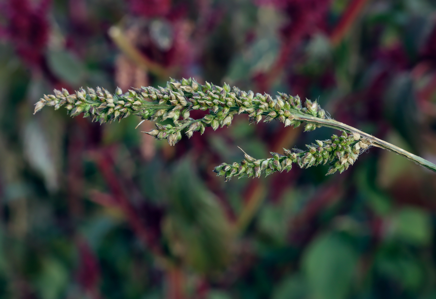 Изображение особи Echinochloa crus-galli.